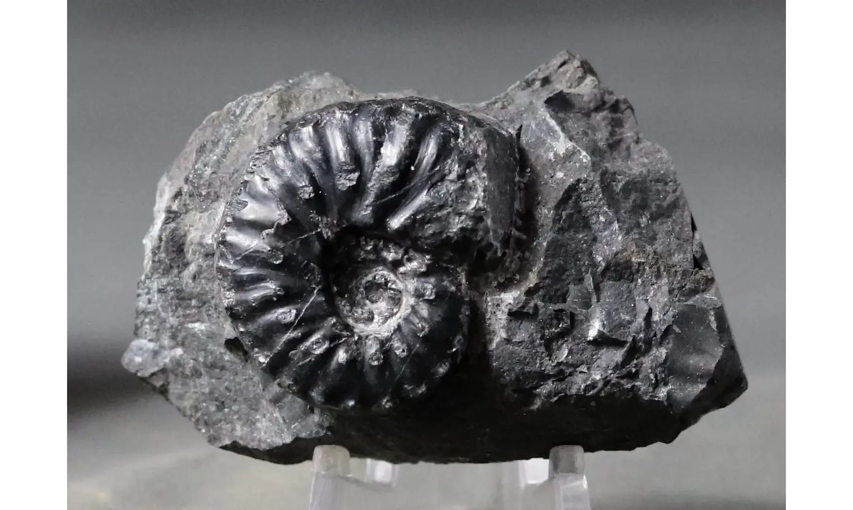 Frechites nevadanus