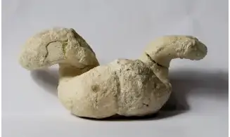 Diceras arietinum