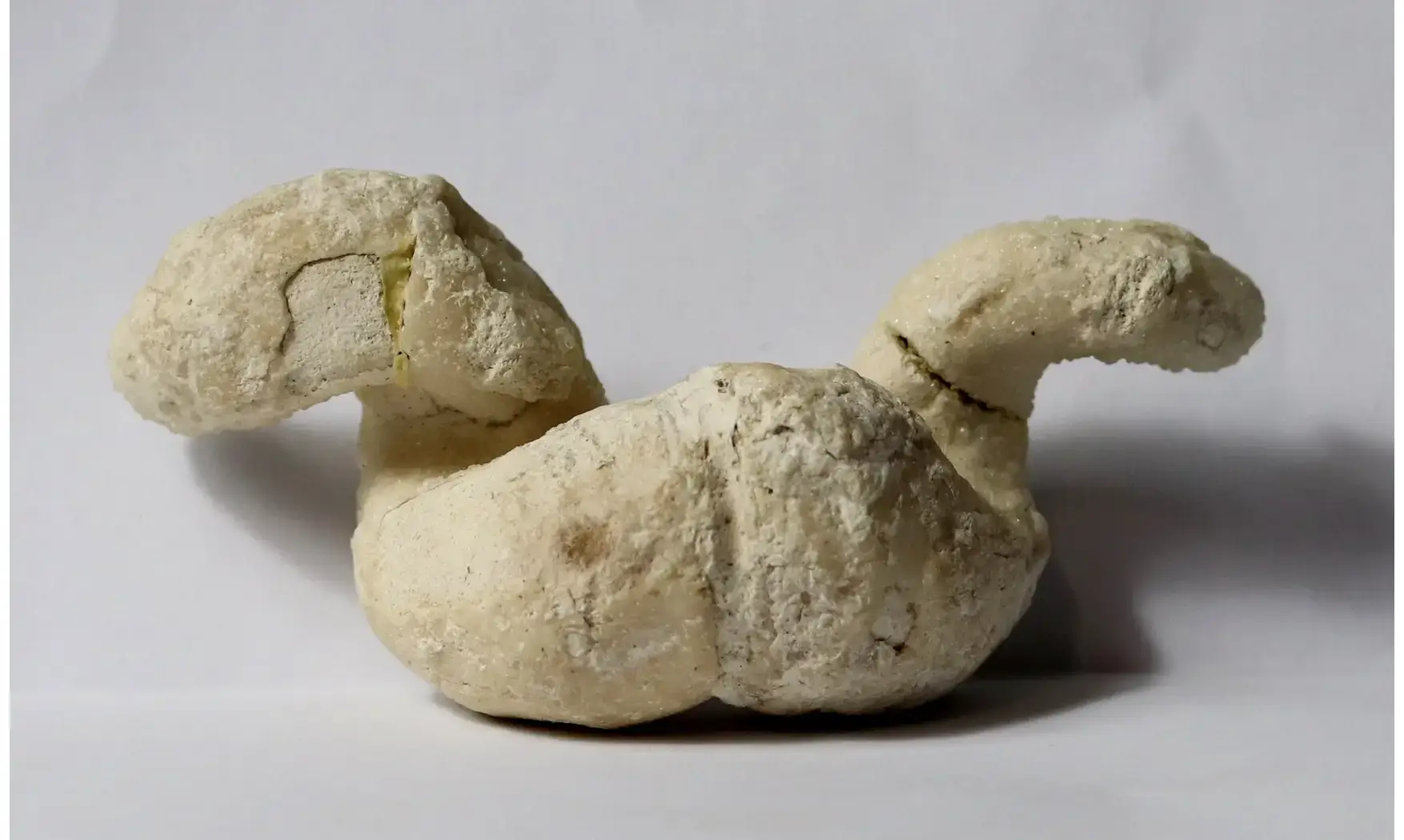 Diceras arietinum