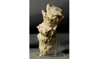Radiolites mammillaris