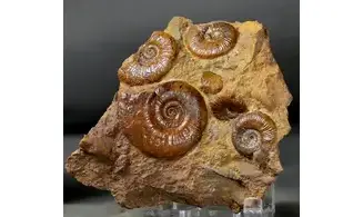 Pleydellia