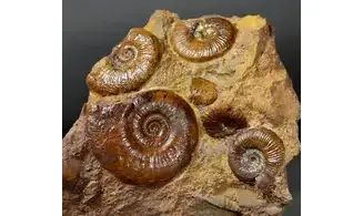 Pleydellia