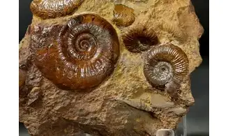 Pleydellia