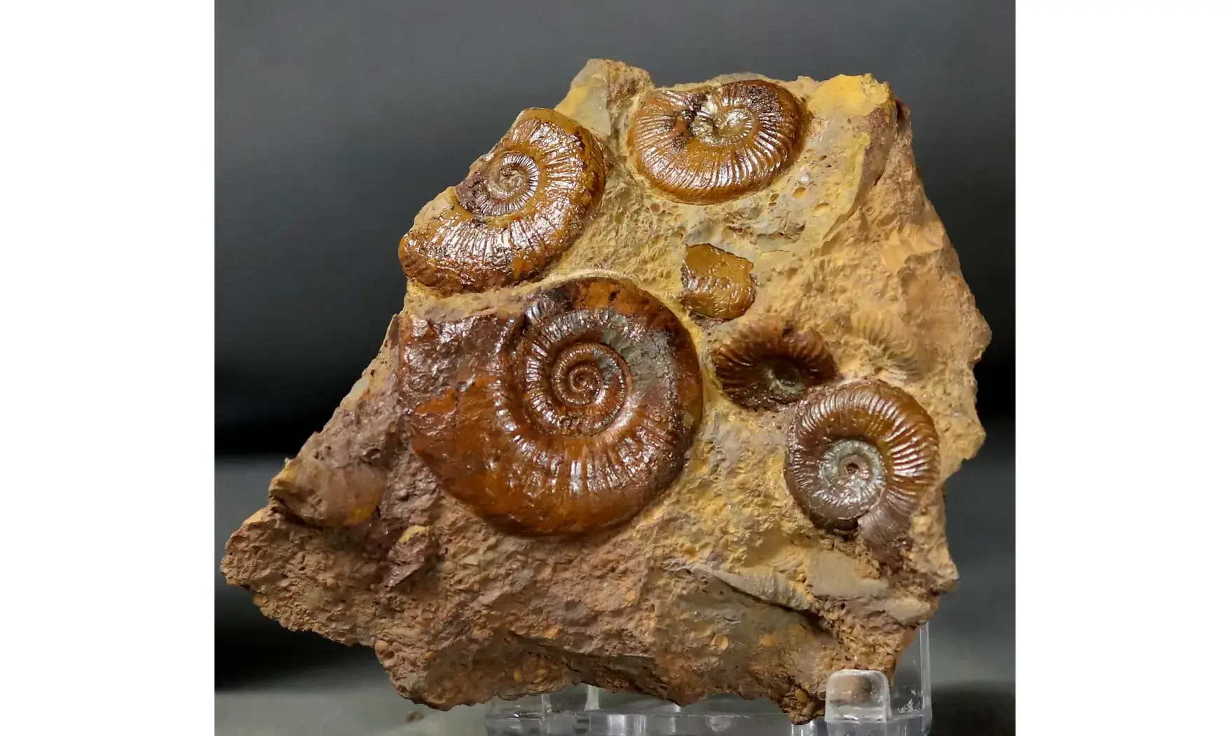 Pleydellia