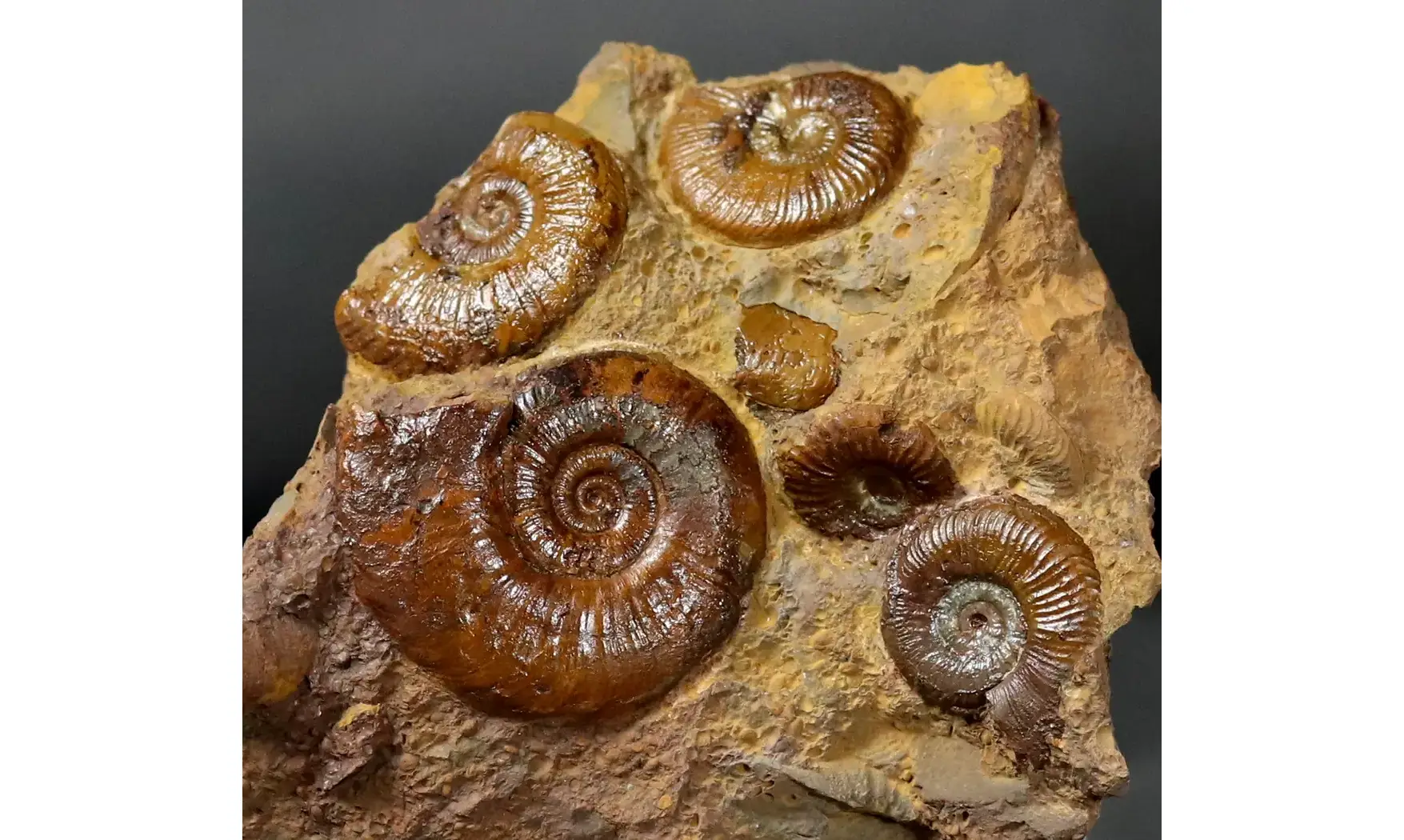 Pleydellia
