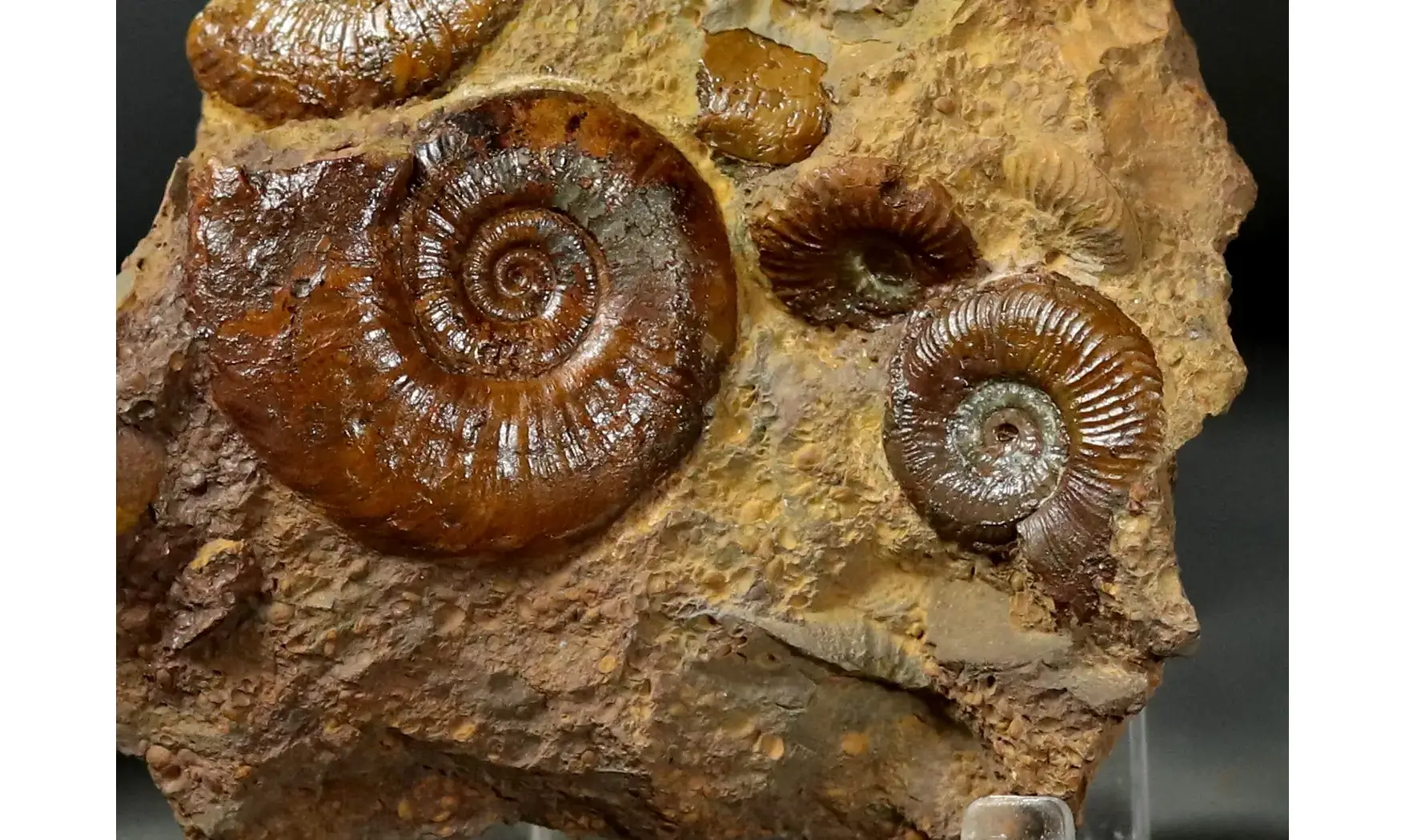 Pleydellia