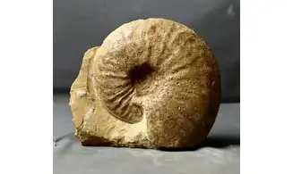 Oxynoticeras oxynotum