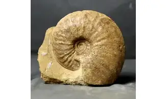 Oxynoticeras oxynotum