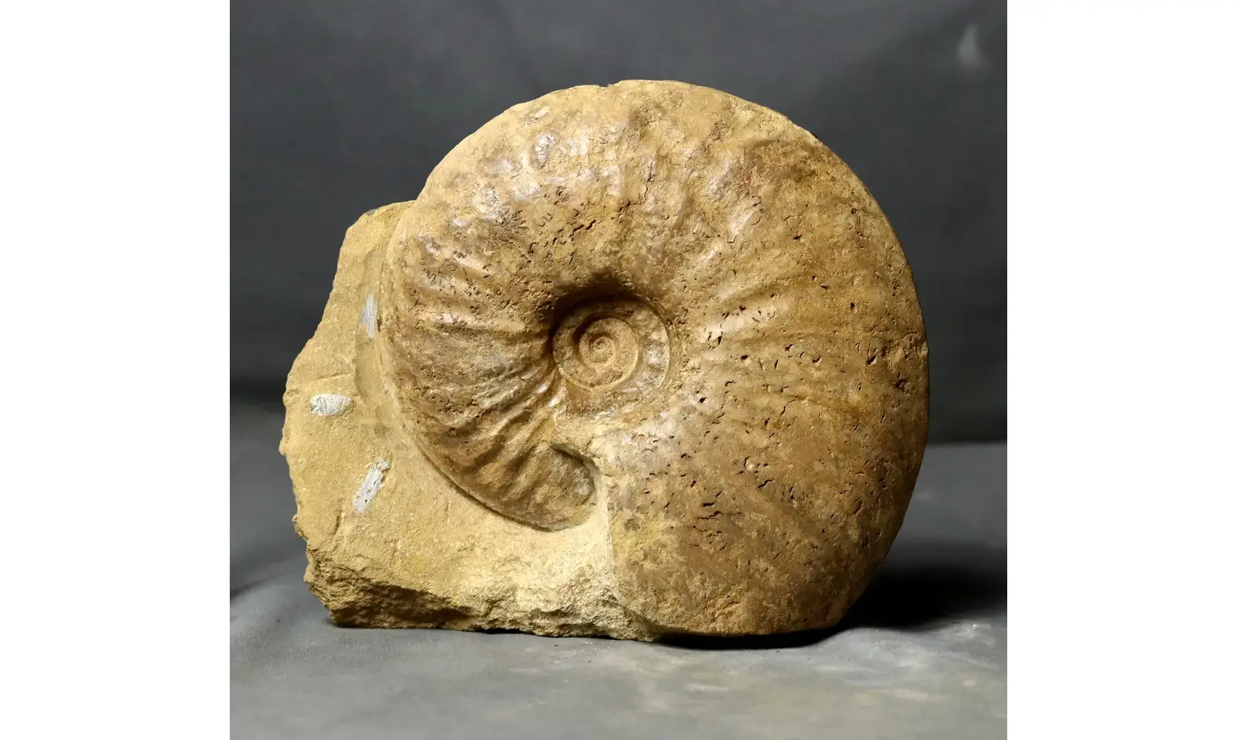 Oxynoticeras oxynotum