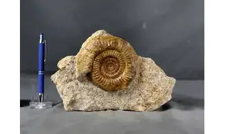 Prorsisphinctes limoniticus