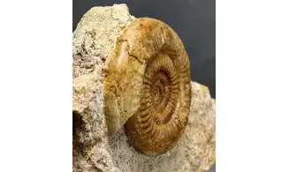 Prorsisphinctes limoniticus