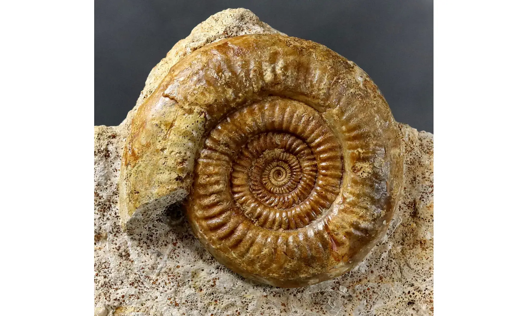 Prorsisphinctes limoniticus