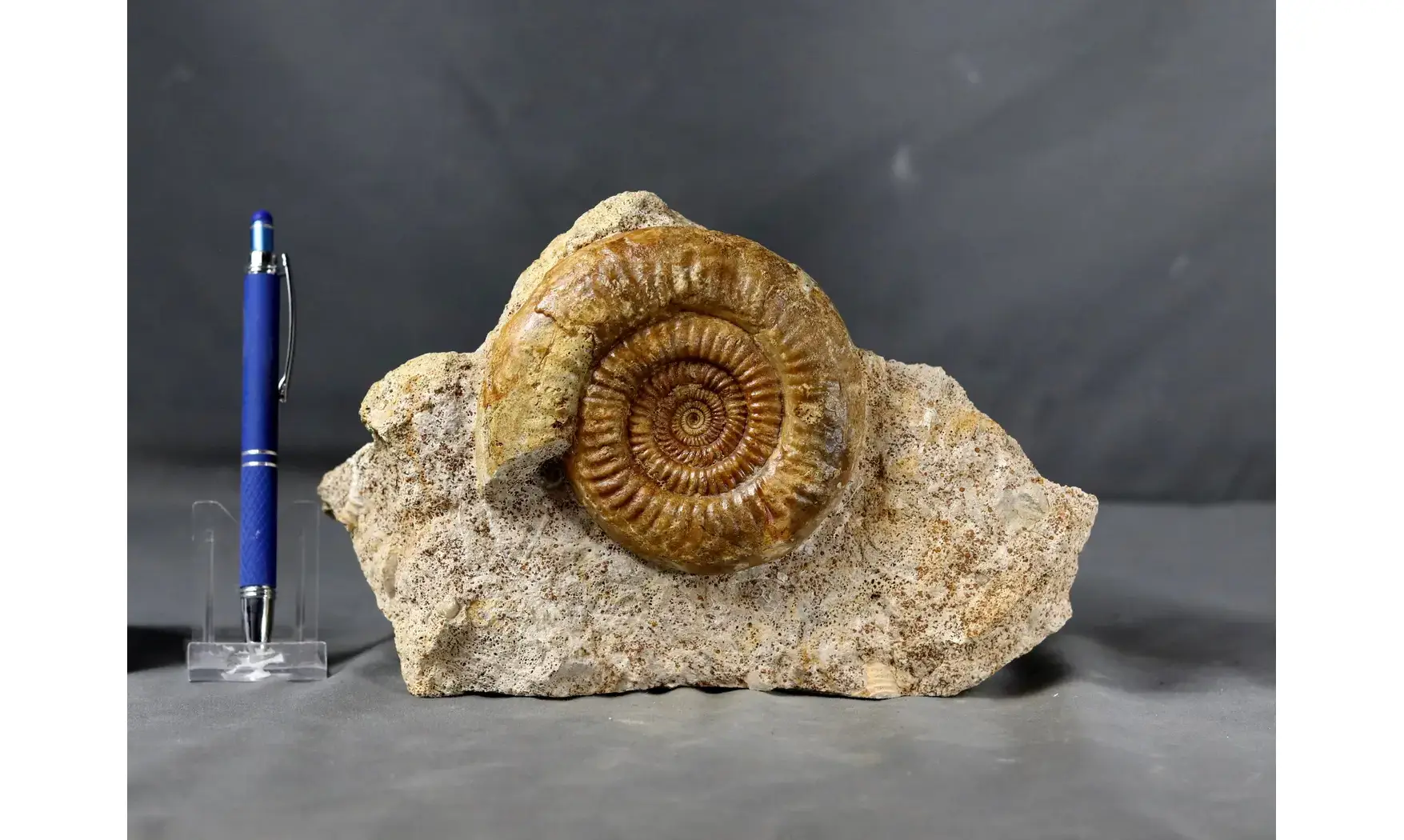 Prorsisphinctes limoniticus