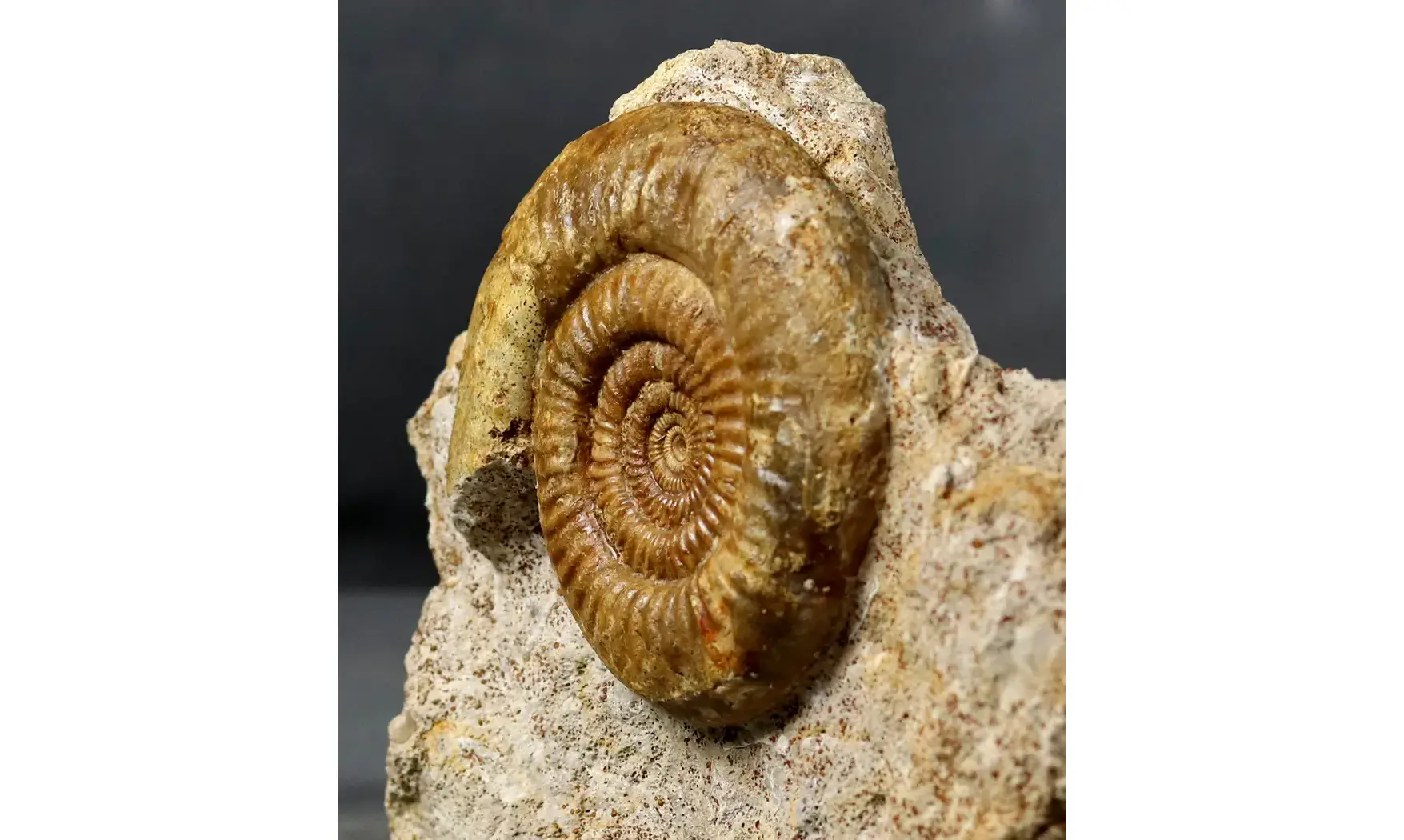 Prorsisphinctes limoniticus