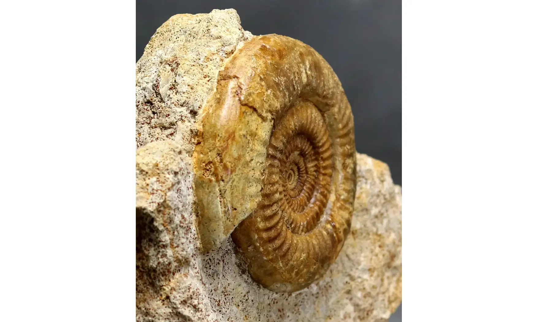 Prorsisphinctes limoniticus