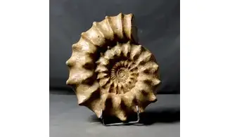 Peltoceras athleta