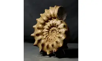 Peltoceras athleta