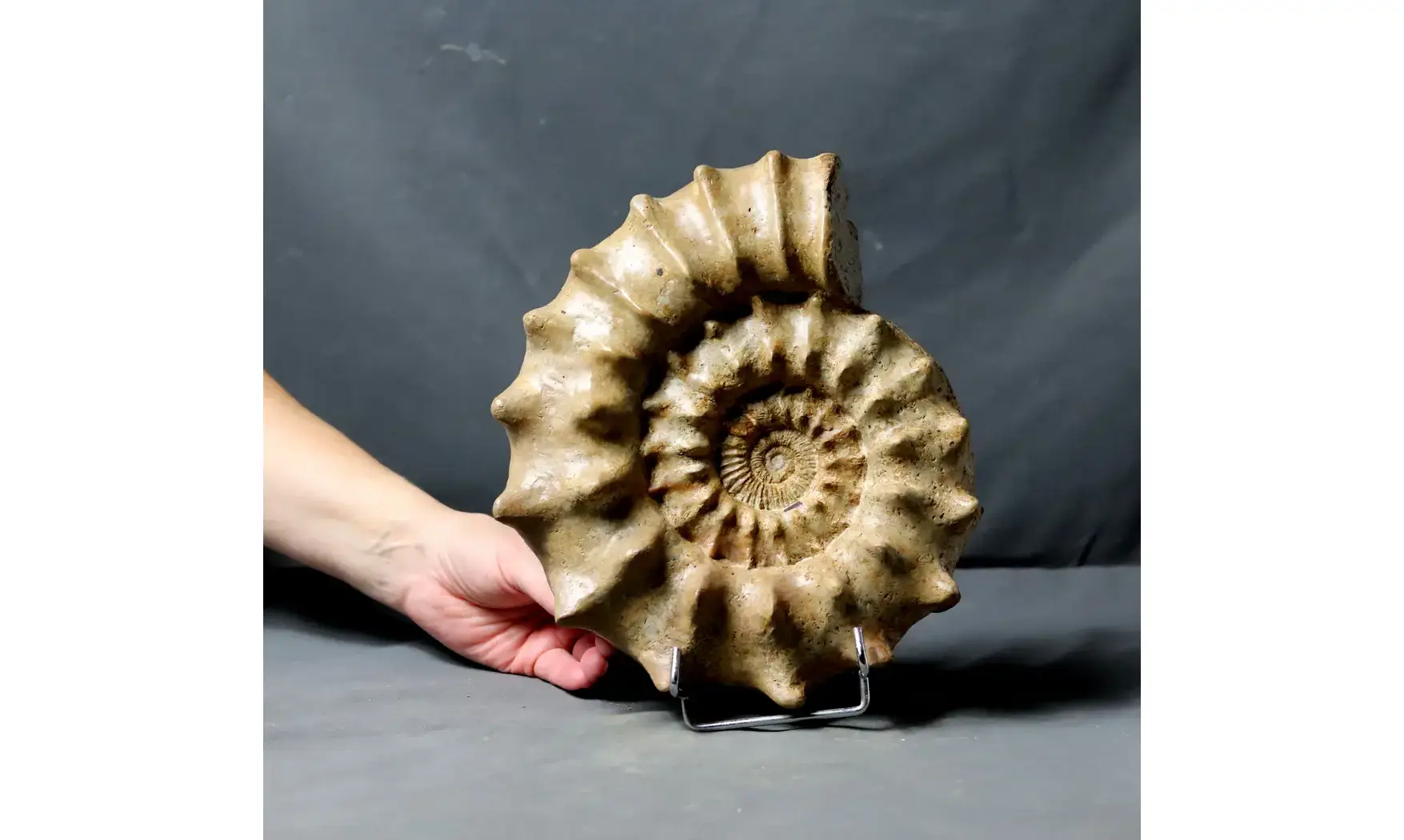 Peltoceras athleta