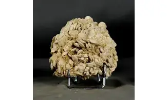 Nummulites laevigatus