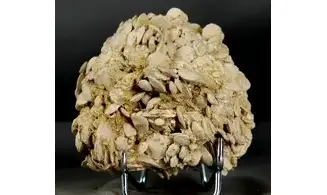 Nummulites laevigatus