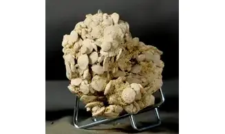 Nummulites laevigatus