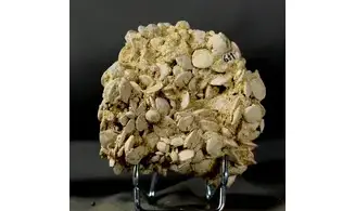Nummulites laevigatus