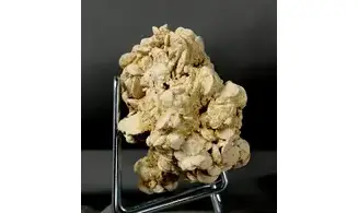 Nummulites laevigatus