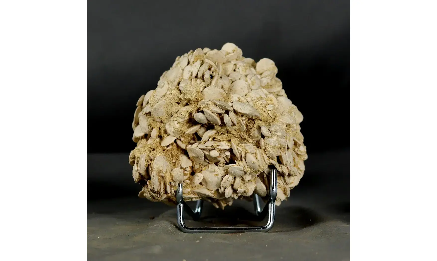 Nummulites laevigatus