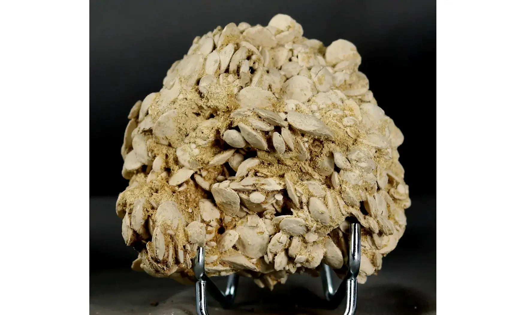 Nummulites laevigatus