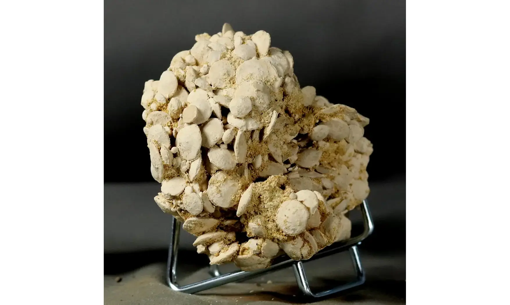 Nummulites laevigatus