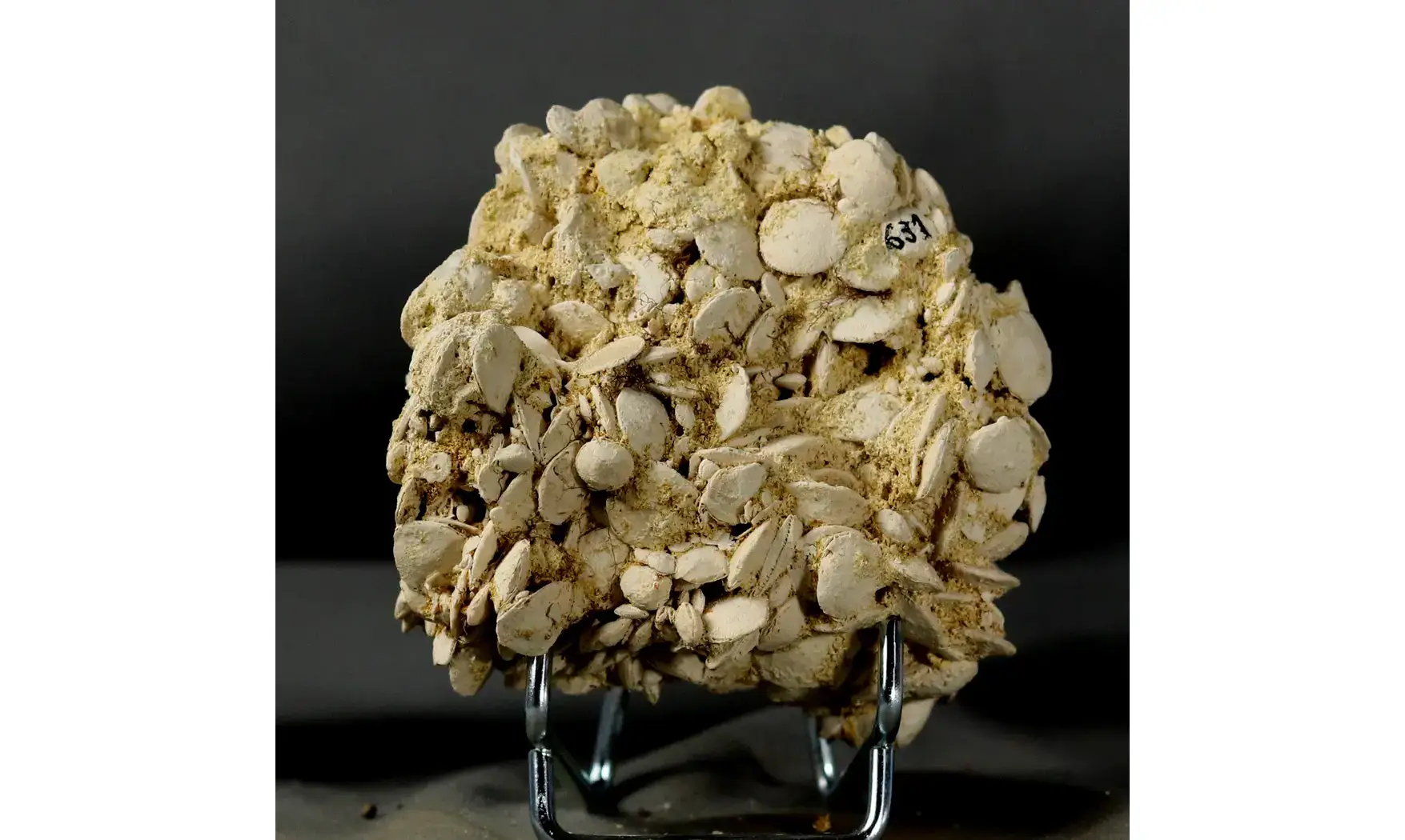 Nummulites laevigatus