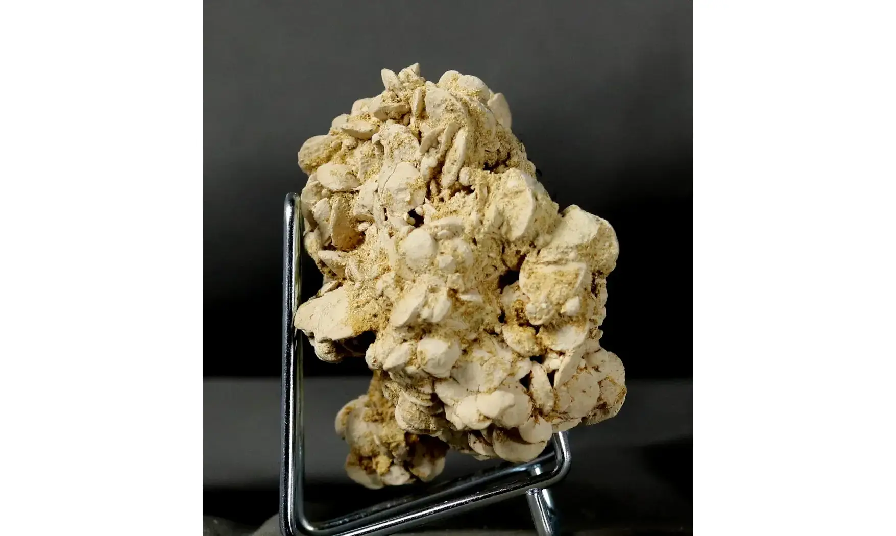 Nummulites laevigatus
