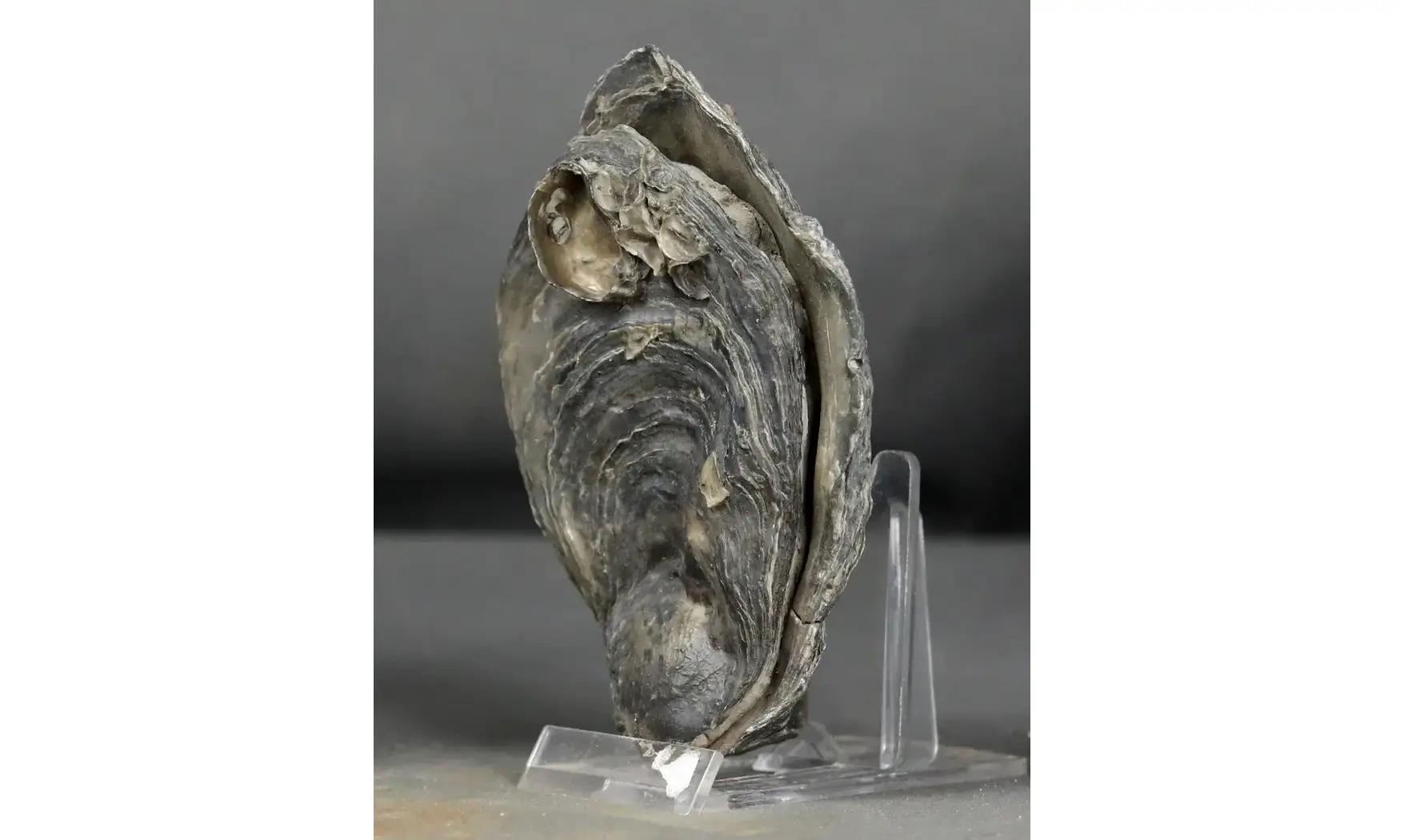 Gryphaea dilatata