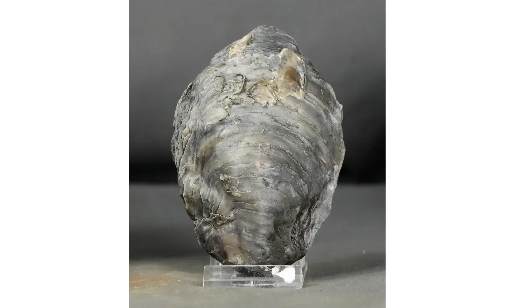 Gryphaea dilatata