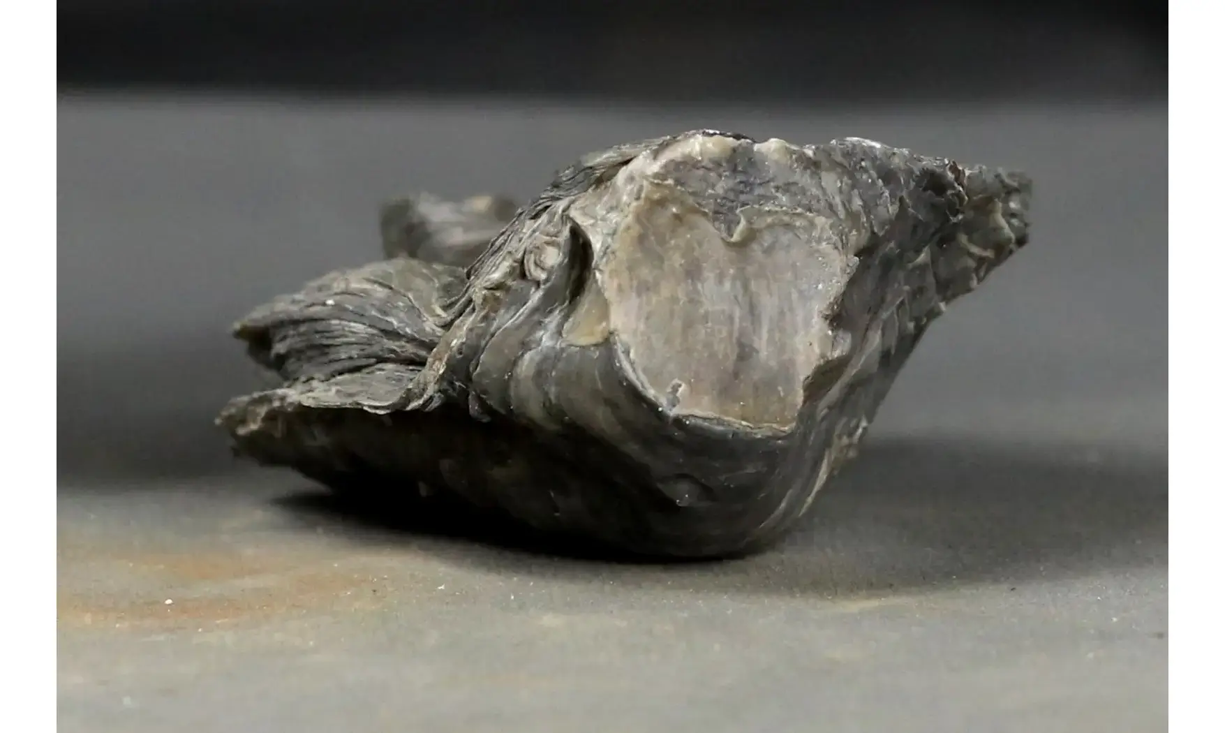 Gryphaea dilatata