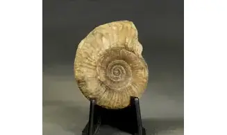 Siemiradzkia aurigera