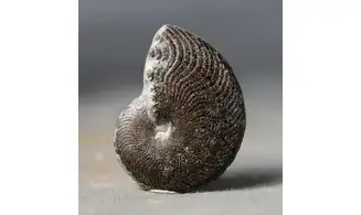 Polyplectus discoides