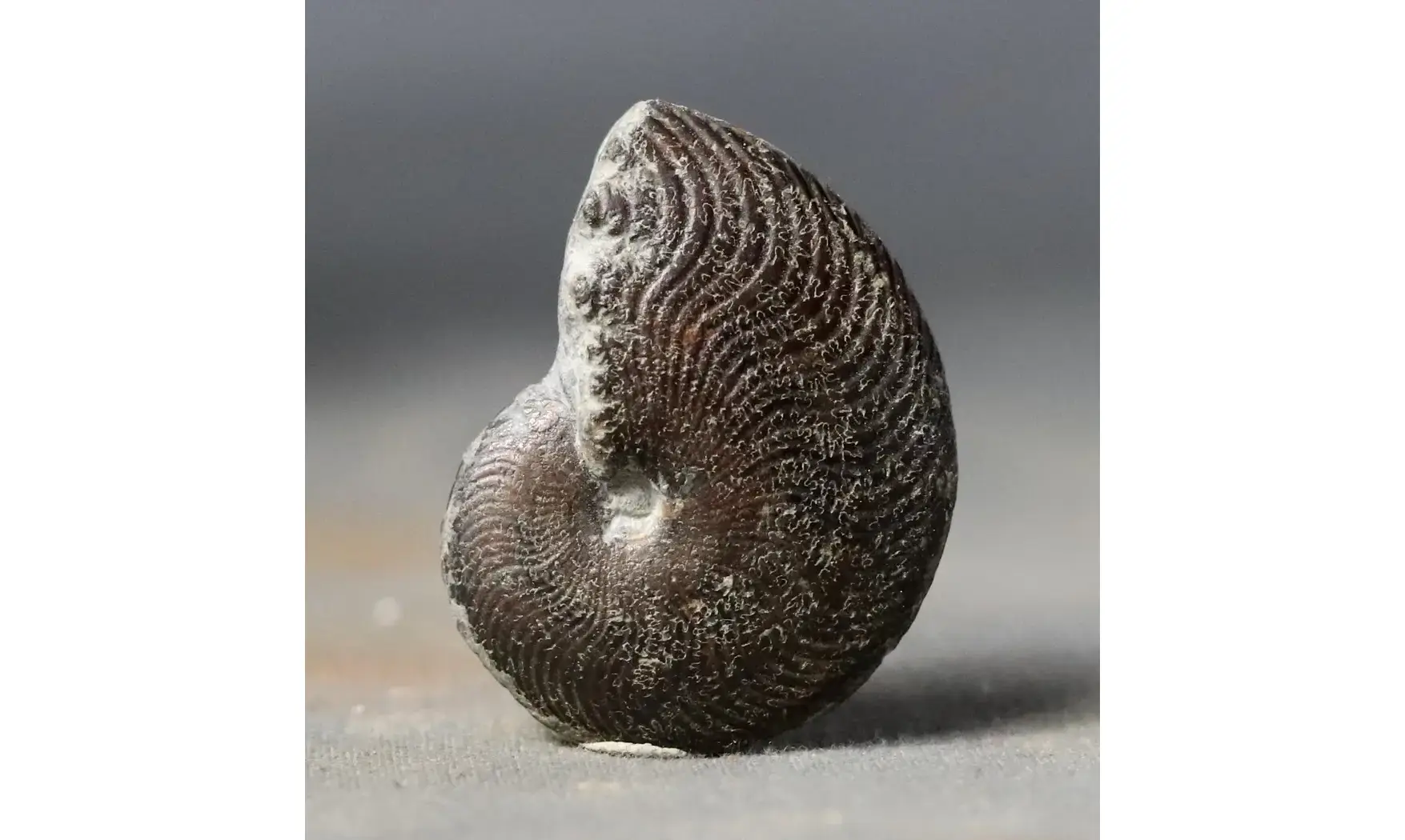 Polyplectus discoides