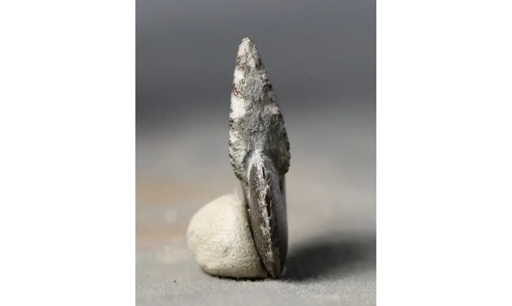 Polyplectus discoides