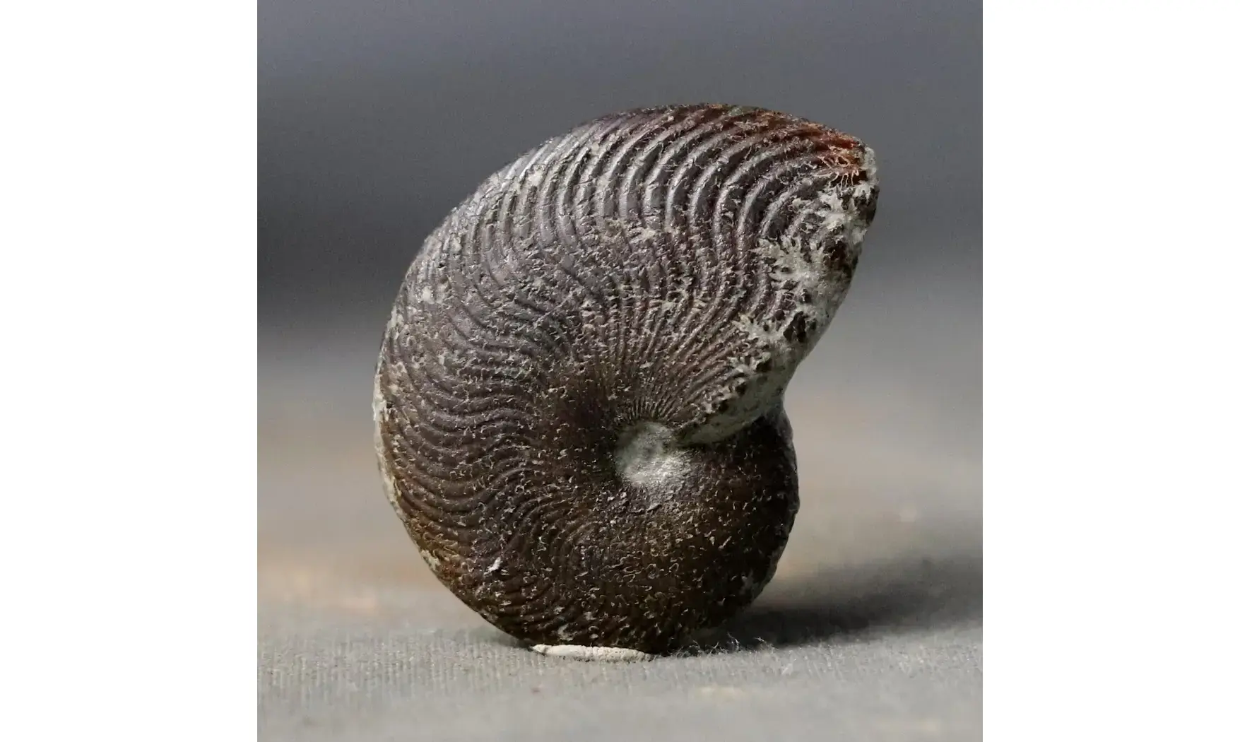 Polyplectus discoides