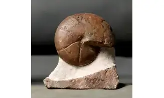 Cheiloceras subpartitum