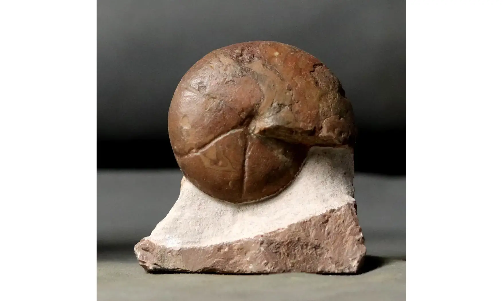 Cheiloceras subpartitum