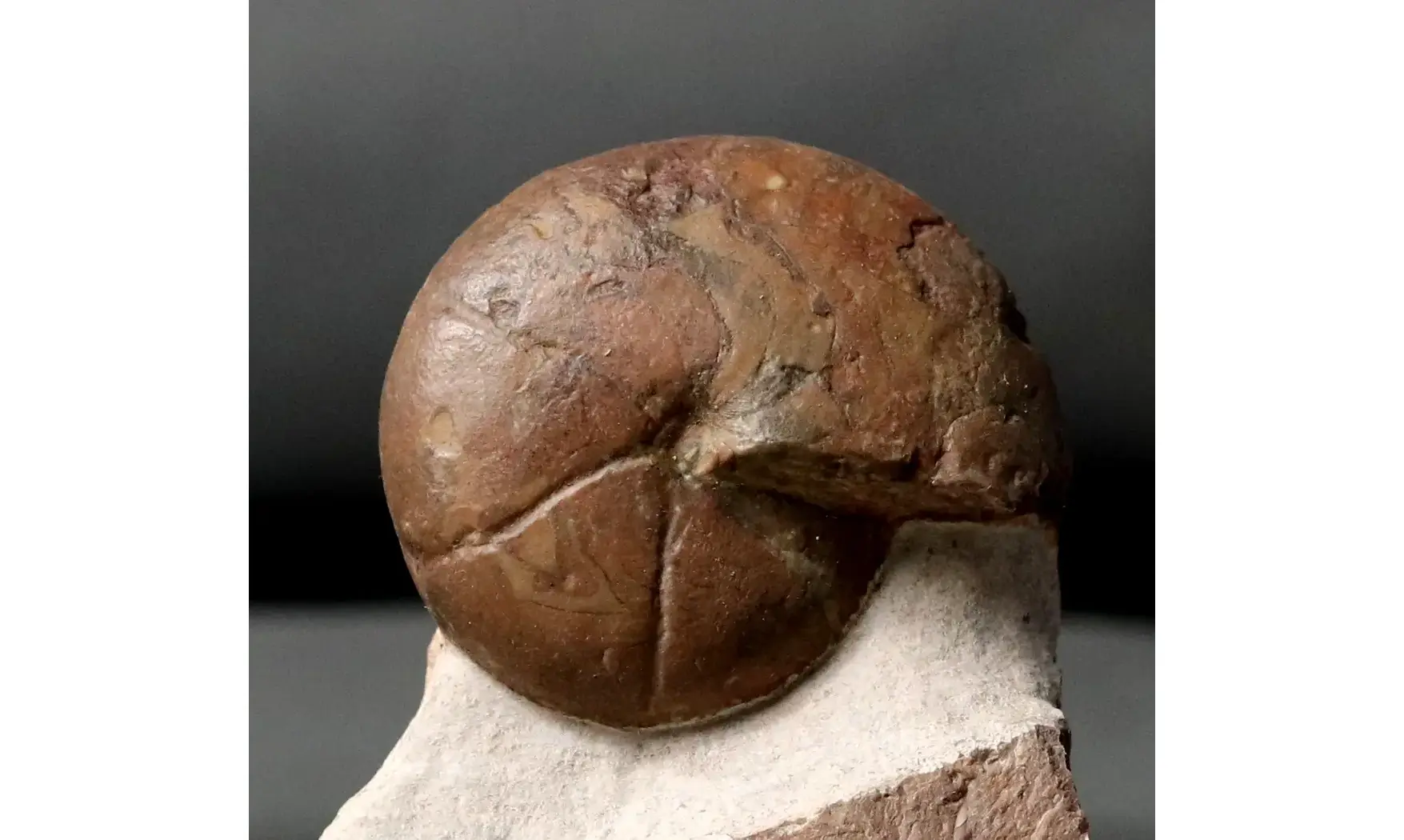 Cheiloceras subpartitum
