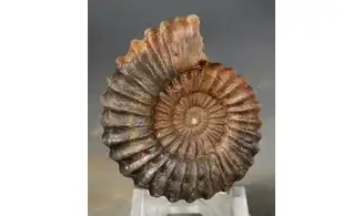 Aegoceras lataecosta