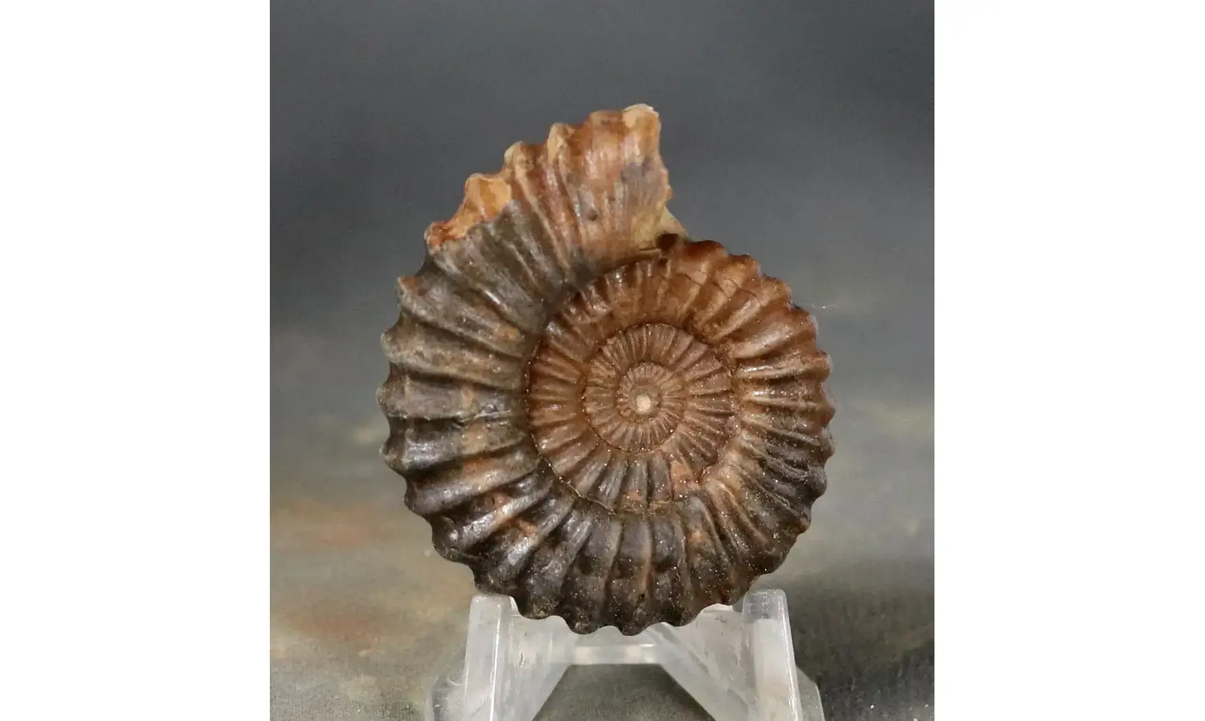 Aegoceras lataecosta