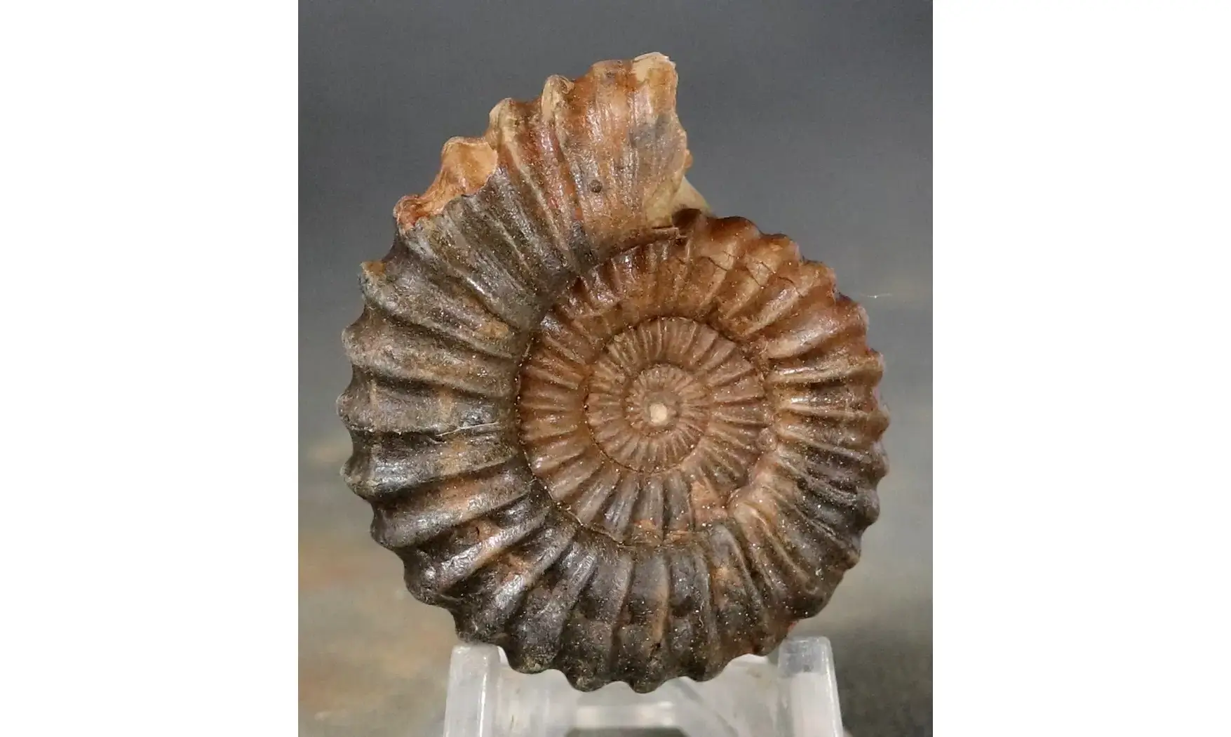 Aegoceras lataecosta