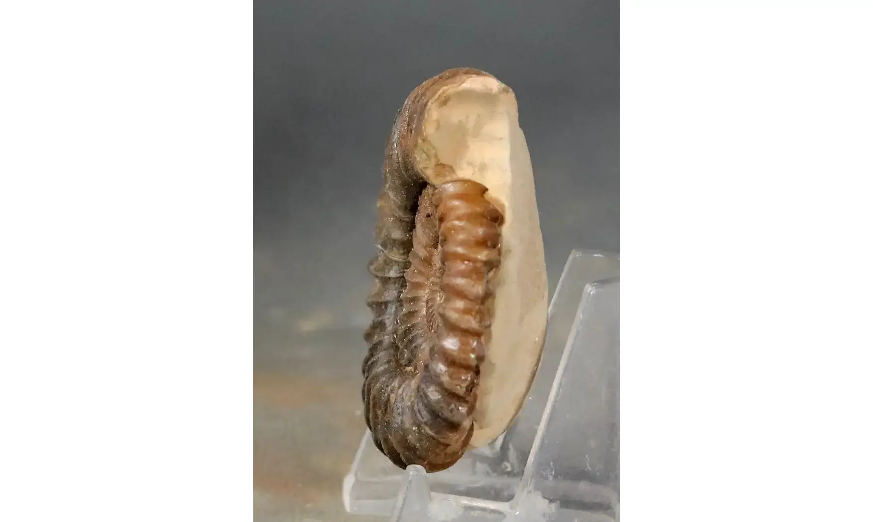 Aegoceras lataecosta