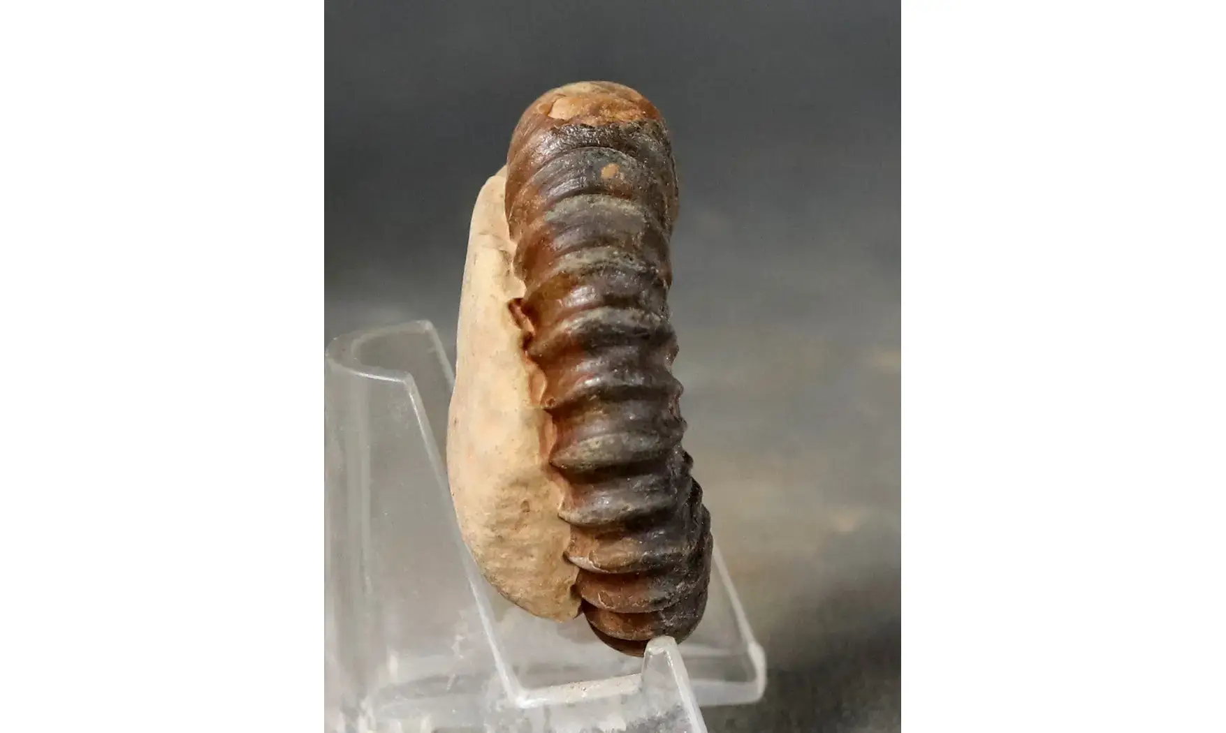 Aegoceras lataecosta