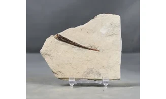 Bochianites neocomiensis