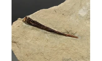 Bochianites neocomiensis